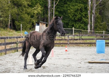 a canadian horse (equus ferus caballus) cantering in an arena Royalty-Free Stock Photo #2290746329
