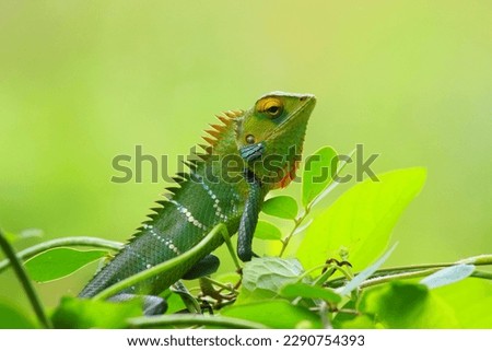 Awesome new chameleon beautiful picture.