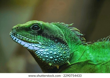 Awesome new chameleon beautiful picture.