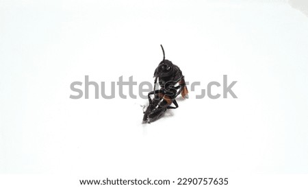 Tawon Kendi (Vespa affinis), the lesser banded hornet. In Javanese it is called Tawon Ndas. On a white background.