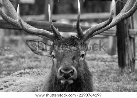 some up close pictures of elk in the wild