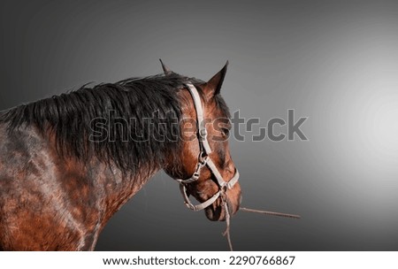 Elegant wild horse portrait on dark backround,