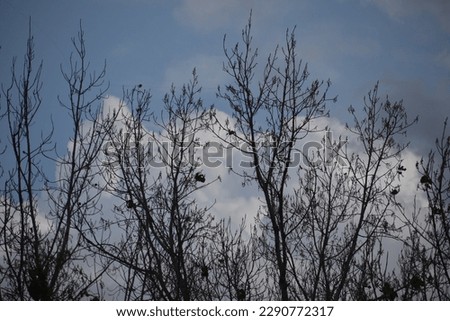 Sky backgrounds. Scenic skies, Multiple images of clouds-sky.
