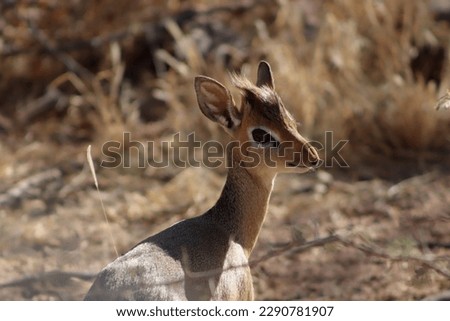 A small animal called Dik dik which lives in Africa. The photo was taken in Namibia and shows this animal.