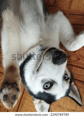 Siberian husky dog being photographed loves pictures