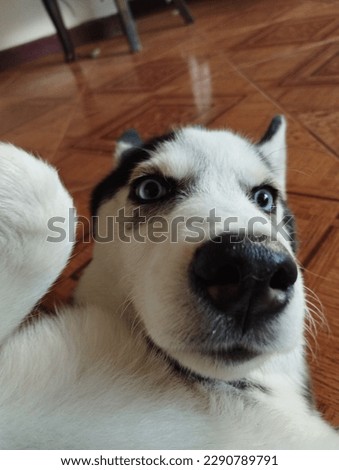 Siberian husky dog being photographed loves pictures