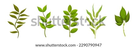 Green Leafy Branch or Twig on Stem Vector Set Royalty-Free Stock Photo #2290790947