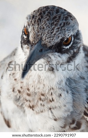 Galapagos mocking bird close-up in white background