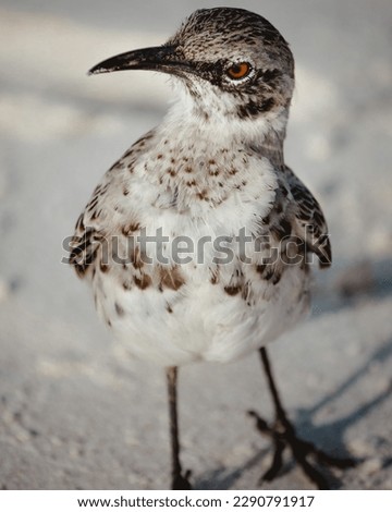 Funny galapagos mocking bird close-up in white sand, looking sideways at camera