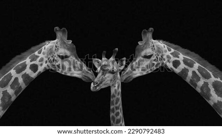 Baby Giraffe Fun With Her Family, Giraffe Family On The Black Background