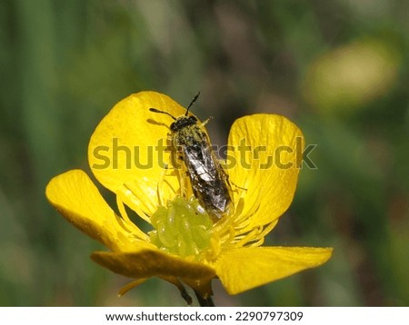 Halictus, genus of Apoidea insects of the family Halictidae. Bee perched on a flower to suck nectar