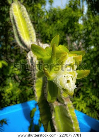 Macro view of Cactus flower of white color in Mexico