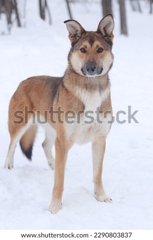 red hunter dog full body photo on snowy white background