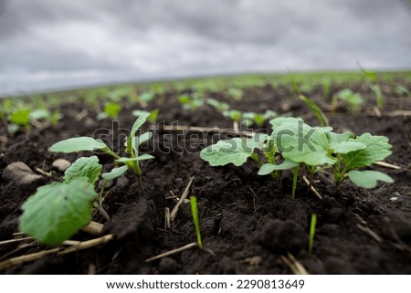 A farm field sown with winter oilseed rape. The culture has grown well, has taken root and is ready to overwinter. The autumn in the west of Ukraine in the Lviv region. Royalty-Free Stock Photo #2290813649
