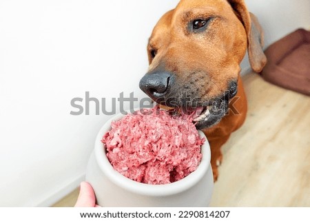 Feeding dog natural raw minced meat food Close-up dog eating raw meat from its bowl Royalty-Free Stock Photo #2290814207