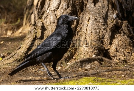Large black carrion crow wandering around on the forest floor looking for food in the sunshine  Royalty-Free Stock Photo #2290818975