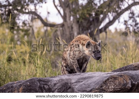 Spotted Hyena are feliform carnivoran mammals belonging to the family Hyaenidae. 