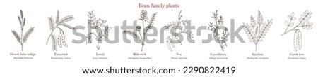 Bean family plants. (Fabaceae, Leguminosae or Papilionaceae). Hand drawn botanical vector illustration. Royalty-Free Stock Photo #2290822419