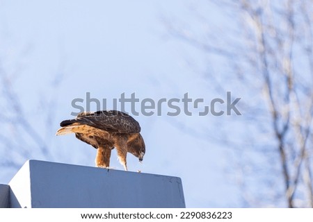 Red-tailed hawk eating prey on a pole