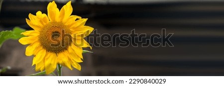 sunflower in the field in summer
