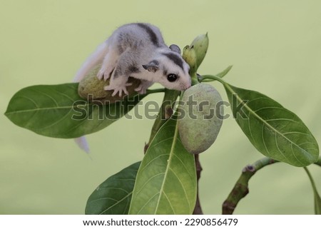 A young sugar glider is  looking for food on a jackfruit tree branch covered with young fruit. This marsupial mammal has the scientific name Petaurus breviceps. Royalty-Free Stock Photo #2290856479