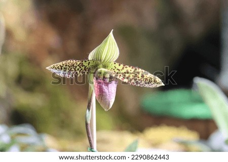 orcid flower tropical plant flora