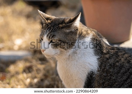 
Daily scenery of domestic cats