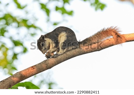 Squirrel on the tree in the park, in nature sometime food is scarce, need food from humans.