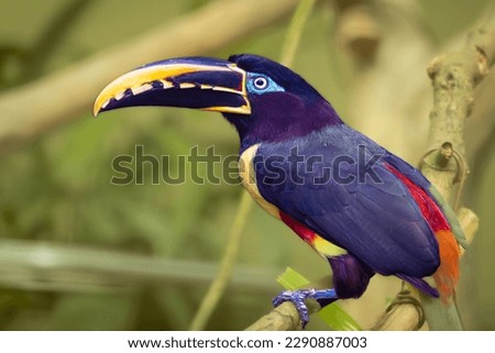 close-up of chestnut-eared aracari perching on branch