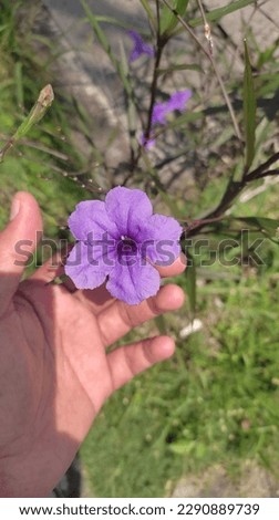 Taking a picture of purple flower