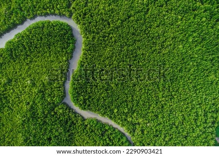 Tropical green mangrove forest on sea bay ecology system aerial view Royalty-Free Stock Photo #2290903421