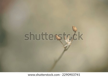 Wild plants photographed using macro techniques with a blurred background