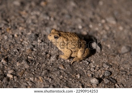 Western Toad sitting on the ground