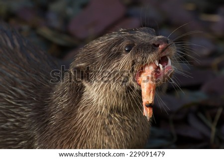 Detailed close up photograph of an Asian Short clawed otter feeding on a prawn