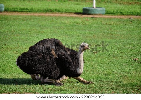 Ostrich on the green lawn.