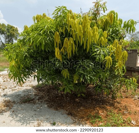 Mango tree at Besut Terengganu