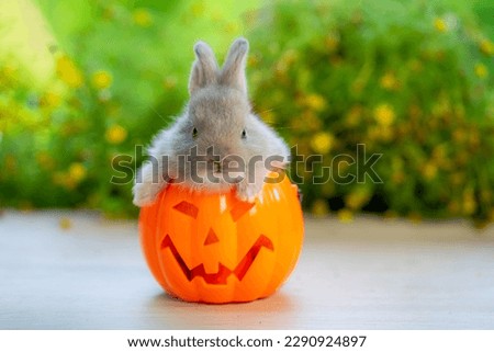 cute and cute little bunny sitting in a pumpkin, halloween concept