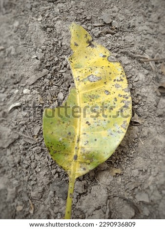 leaves that fall on the ground and are also damaged