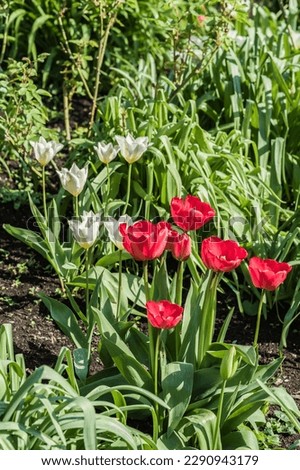 Red and white tulips planted in soil, horticulture and landscaping concept illustration.