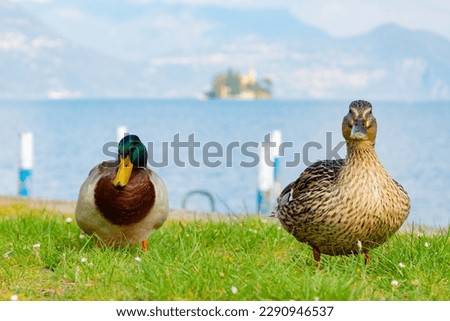 A couple of ducks lovely walking on the green grass of Monte Isola (Mount Island), an island in the middle of Lake Iseo. On the blurred background the famous Loreto island and italian alps. Royalty-Free Stock Photo #2290946537