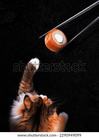 Cat catches sushi, cat very like sushi black backgroud