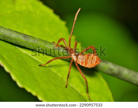 Leaf-Footed bug nymph (Acanthocephala) crawling along a plant stem. True bugs in the Hemiptera order, they are known as agricultural pests in the USA. Royalty-Free Stock Photo #2290957533