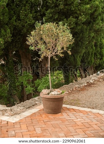 Olive tree in pot on street - exterior and decorative plants concept