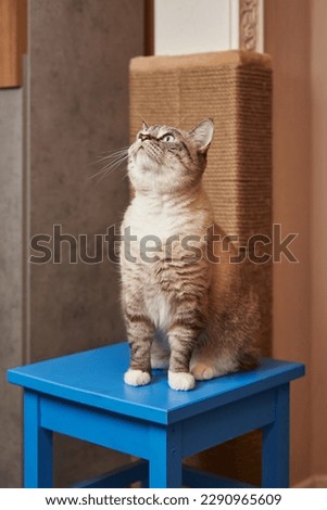 beautiful gray inquisitive cat sits on a stool near the scratching post and looks up