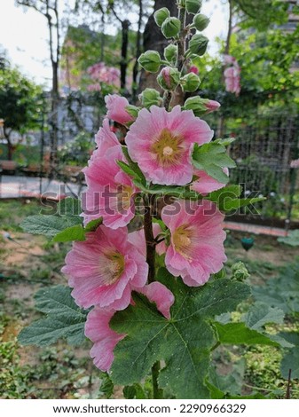 The Pink Alcea Rosea Flowers Blooming in Stack on the Stems Looks Very Beautiful