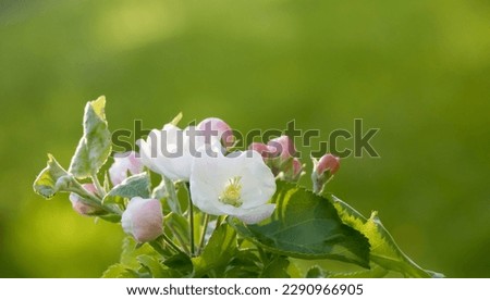 Beautiful Spring Nature background. Flowers Apple tree close up, soft focus. Flowering time of Apple trees. Branch with white Apple blossom on blur garden background. Scenic Wallpaper or Web banner