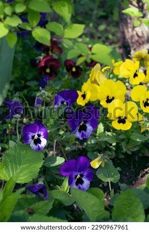 Cute multicolor pansies with green leaves in spring garden , close up photo 