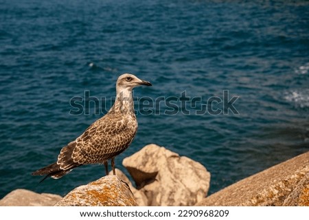 A seagull on the seashore. seabird.