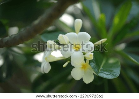 close up photo of white frangipani flower
