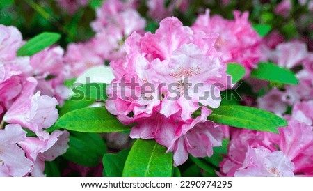The selective focus of Azalea or Rhododendron, Germania.                               
